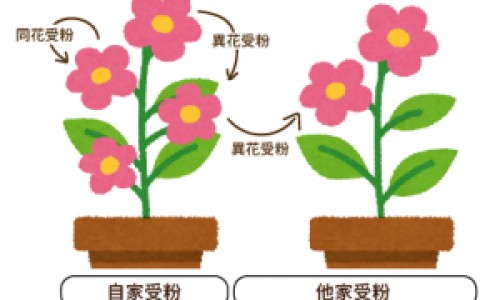 乌鸡白风软胶囊网乌鸡白风软胶囊和乌鸡白凤丸的区别知识网站,分享乌鸡白风丸是治什么的大全